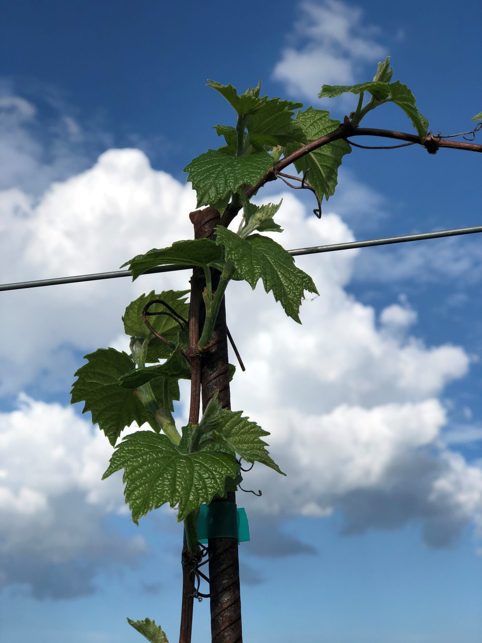 Gallery Ziegler Winery