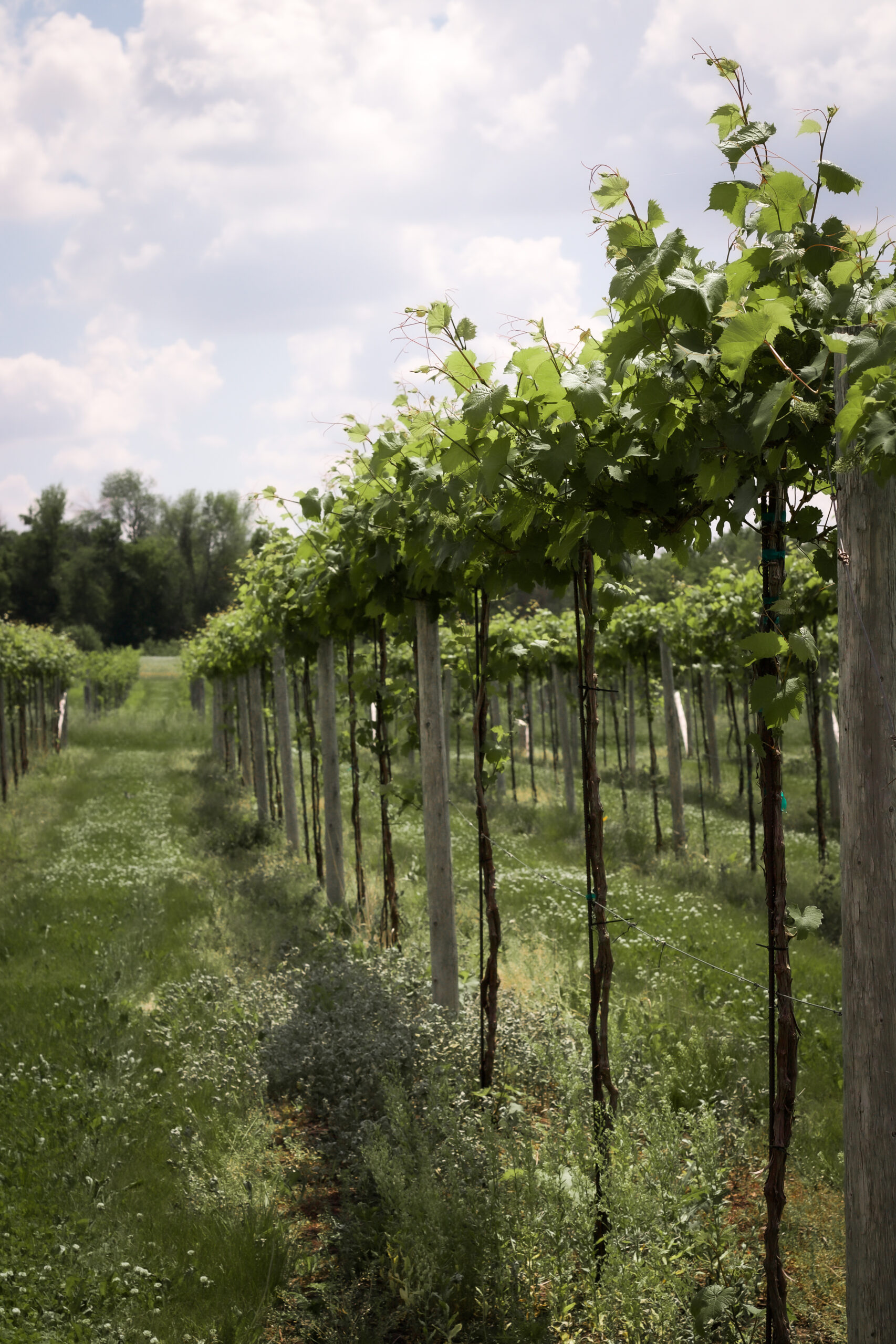 Gallery Ziegler Winery